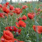 - Mohn und Wiese - (Italien)