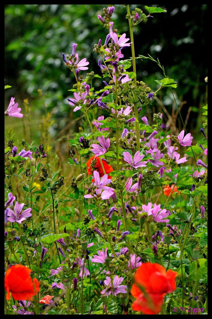 - Mohn und Wilde Malve -