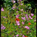 - Mohn und Wilde Malve -