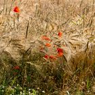 Mohn und Wind im Feld