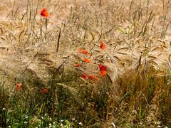 Mohn und Wind im Feld