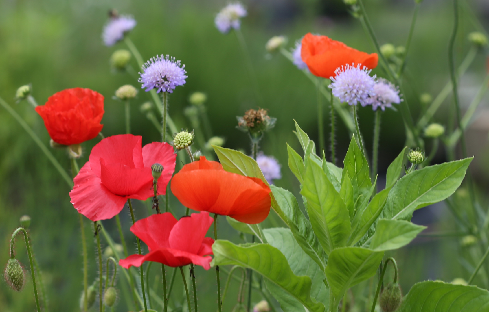 Mohn und Witwenblumen