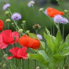 Mohn und Witwenblumen