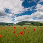 Mohn und Wolcken 