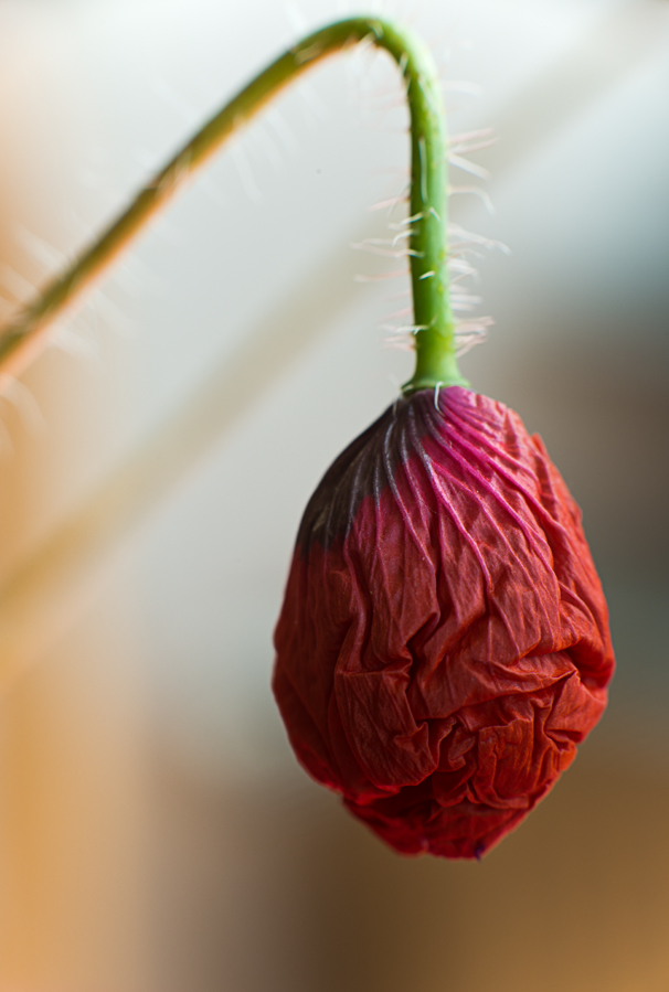 Mohn ungebügelt