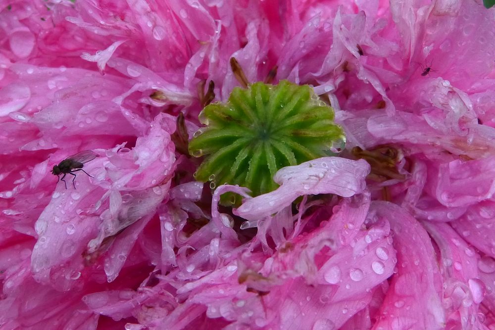 Mohn-Universum-Fliege