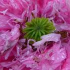 Mohn-Universum-Fliege