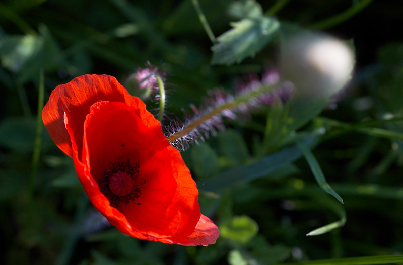 Mohn unscharf