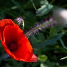 Mohn unscharf