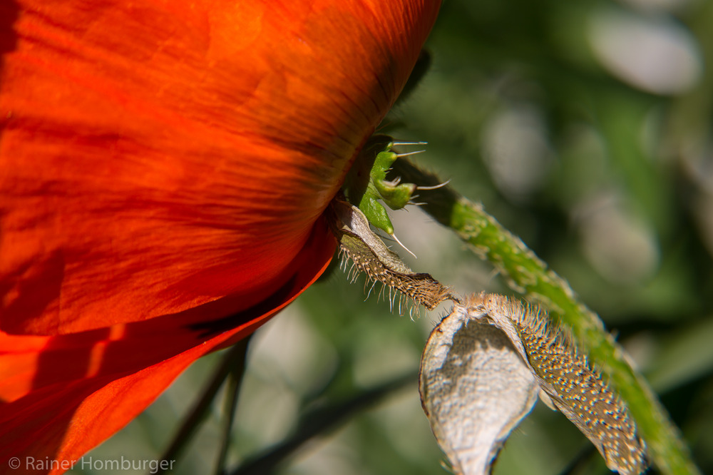 Mohn - unter der Blüte