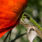 Mohn - unter der Blüte