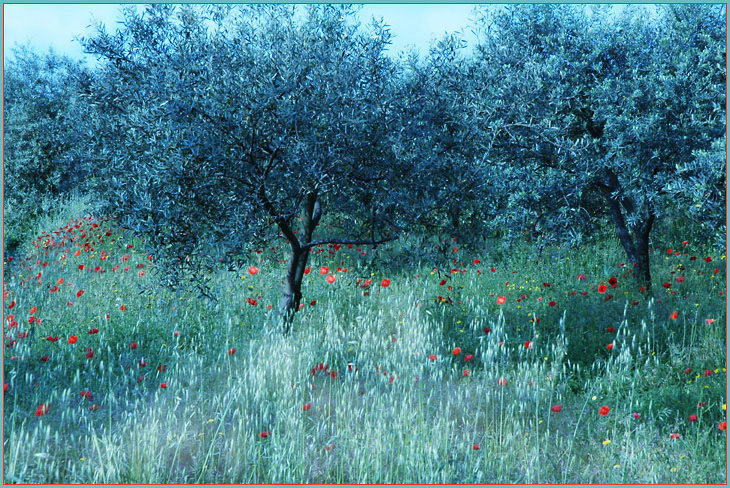Mohn unter Olivenbäumen