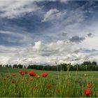 Mohn unter Wolken