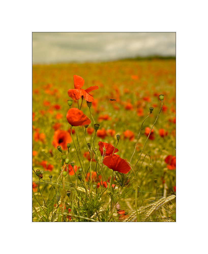 ***Mohn V***