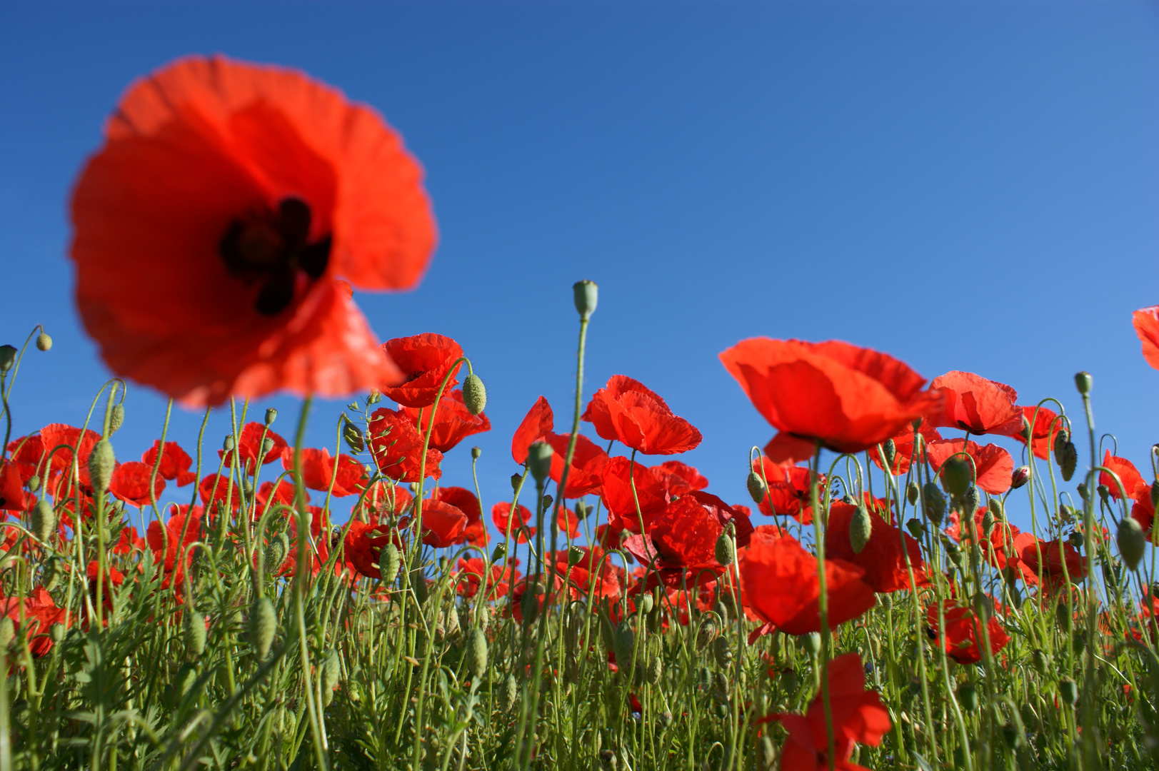 Mohn V