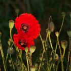 Mohn V