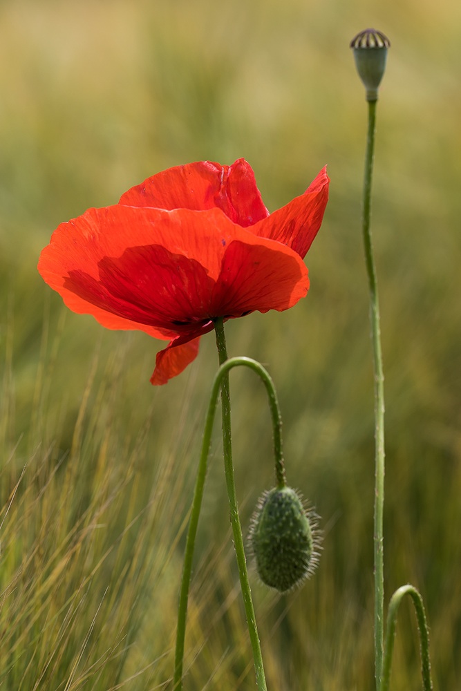 Mohn-Variante