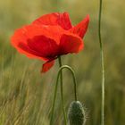 Mohn-Variante