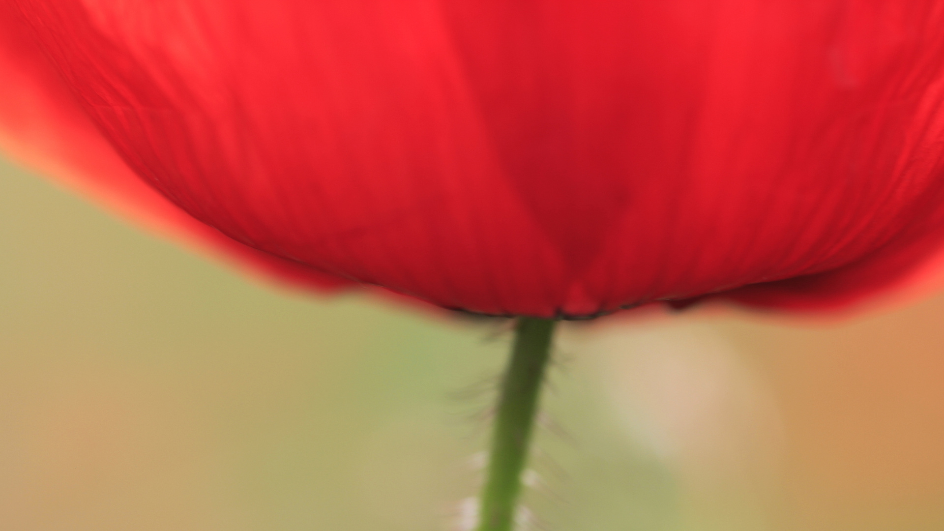 MOHN- Variation