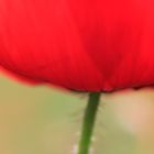 MOHN- Variation