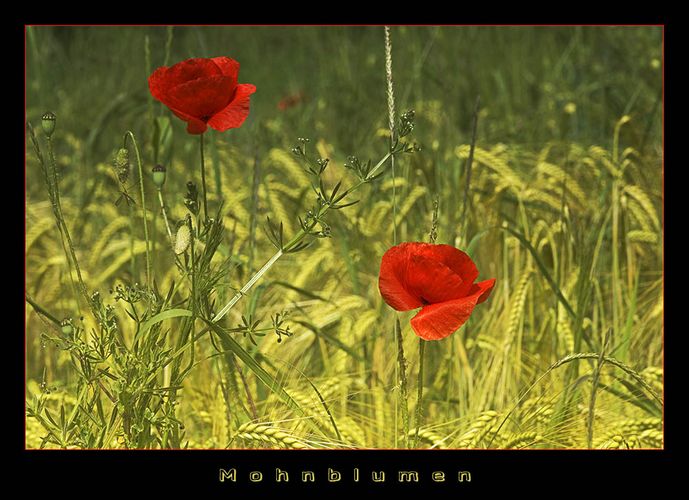 Mohn Variationen 2