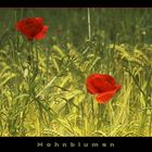 Mohn Variationen 2