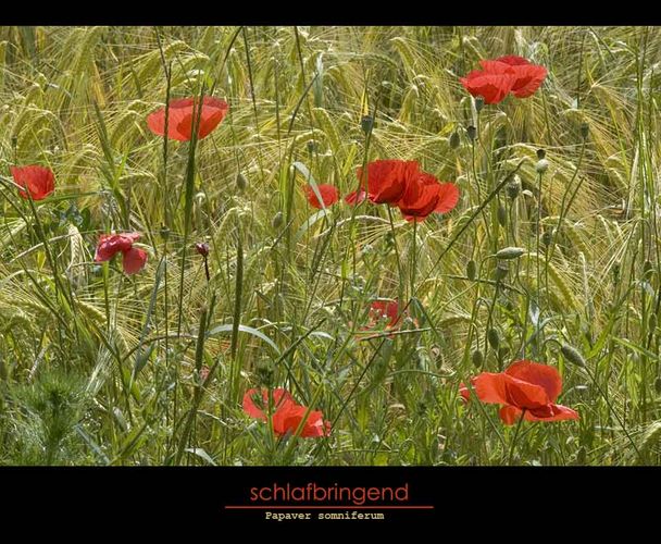 Mohn Variationen 3