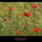 Mohn Variationen 3