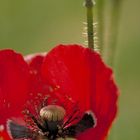 Mohn-Variationen