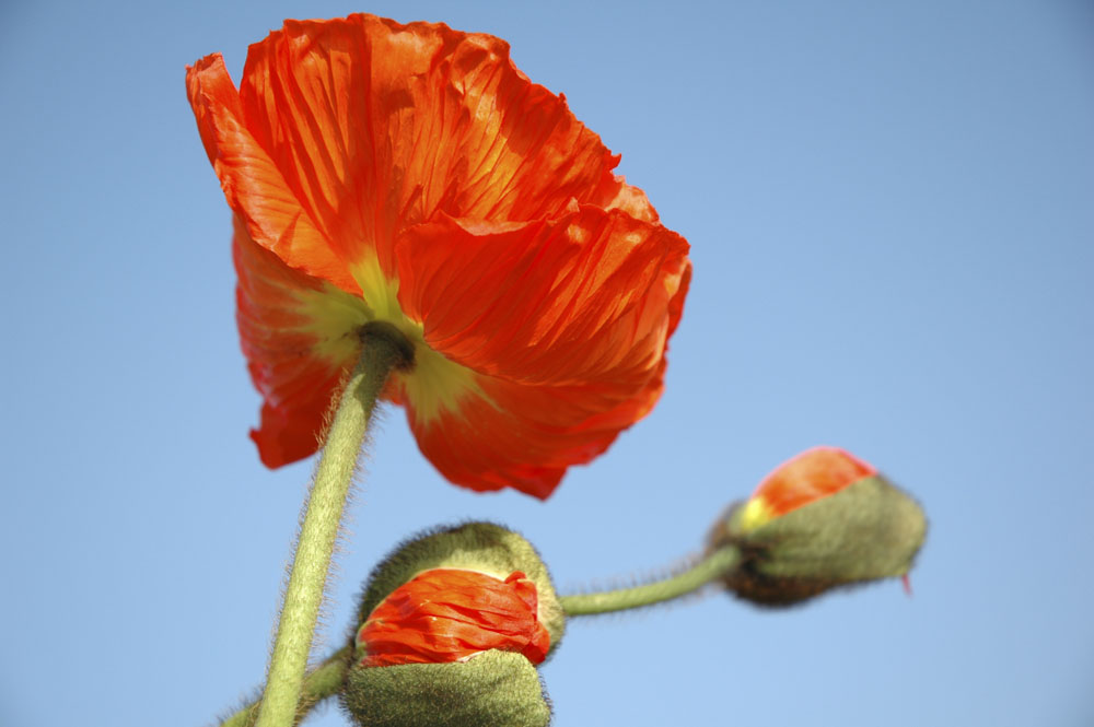 Mohn-Variationen