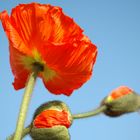 Mohn-Variationen