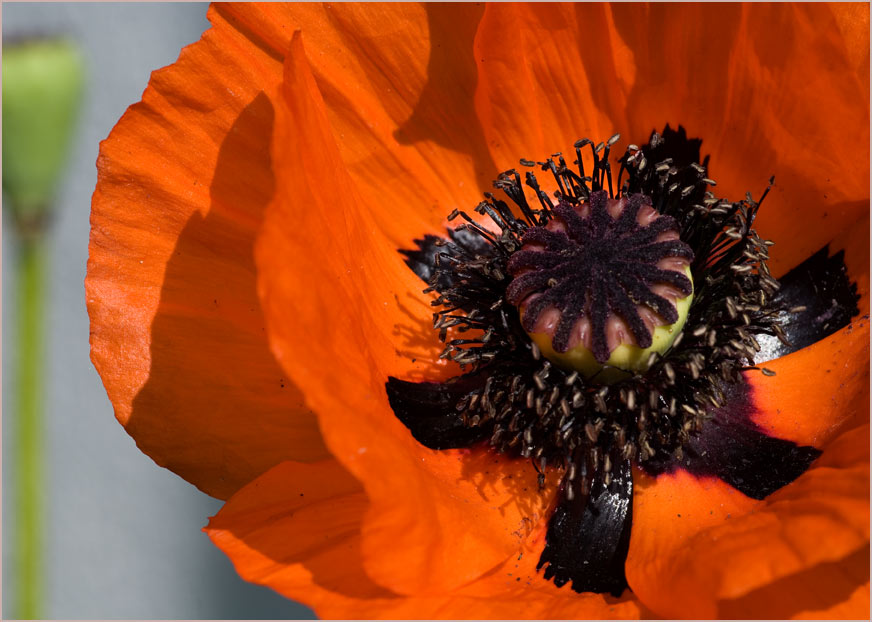 Mohn Variationen I