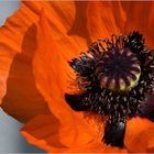 Mohn Variationen I