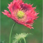 Mohn Variationen IV