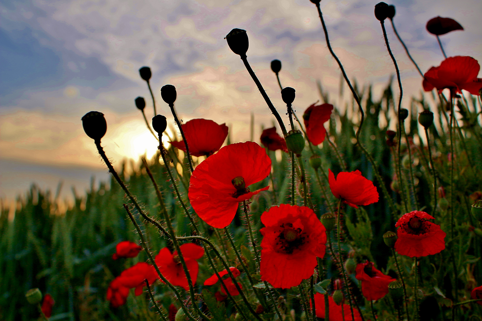 Mohn verblühend in der Abendsonne