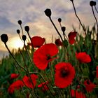 Mohn verblühend in der Abendsonne