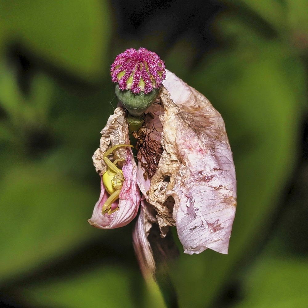 Mohn verblüht mit Krabbenspinne