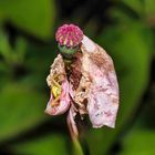 Mohn verblüht mit Krabbenspinne