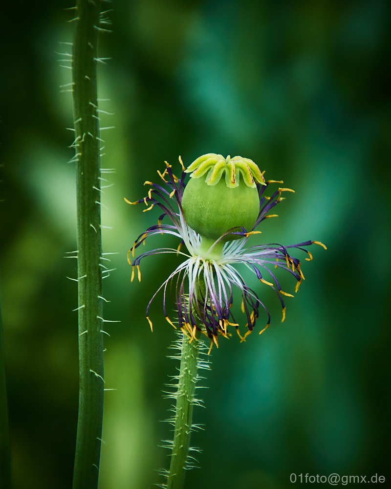 Mohn verblüht und immer noch shön