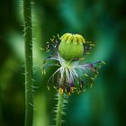 Mohn verblüht und immer noch shön