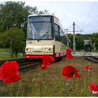 Mohn & Verkehr