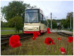 Mohn & Verkehr