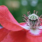 Mohn verleiht Flügel