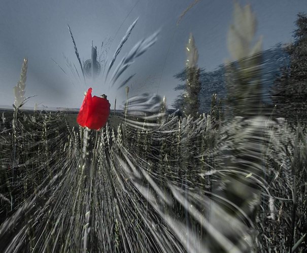 Mohn verschlingt Weizenfeld