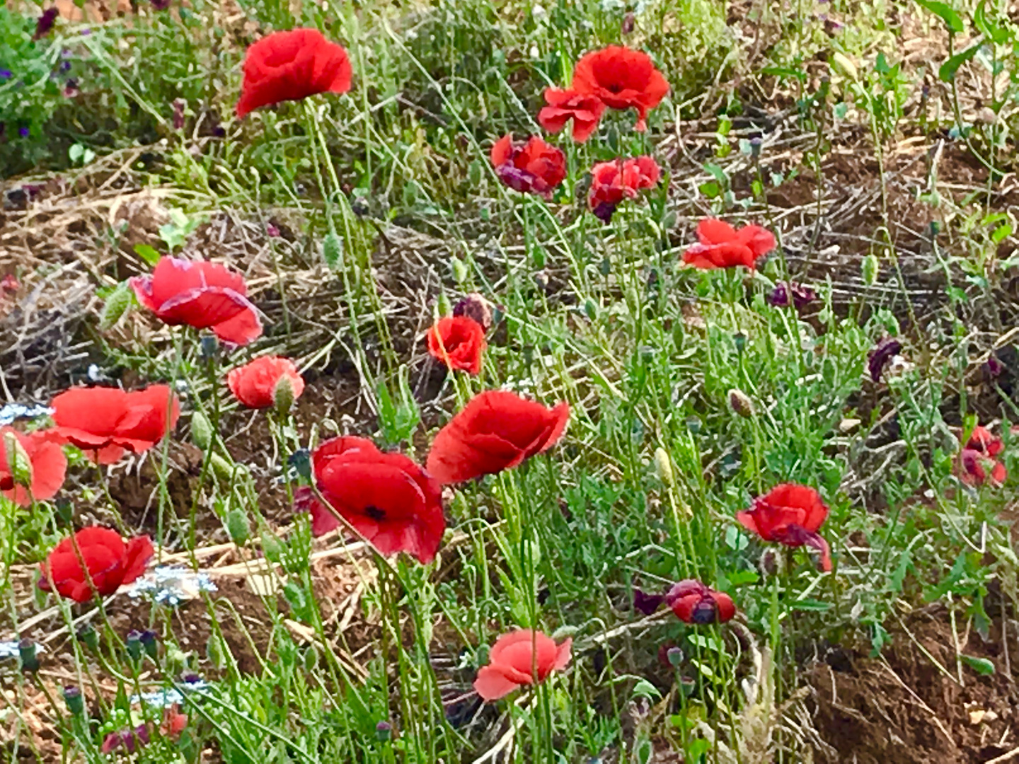 Mohn verschönert die Natur wohin man sieht 