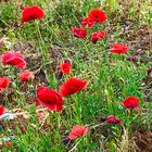 Mohn verschönert die Natur wohin man sieht 