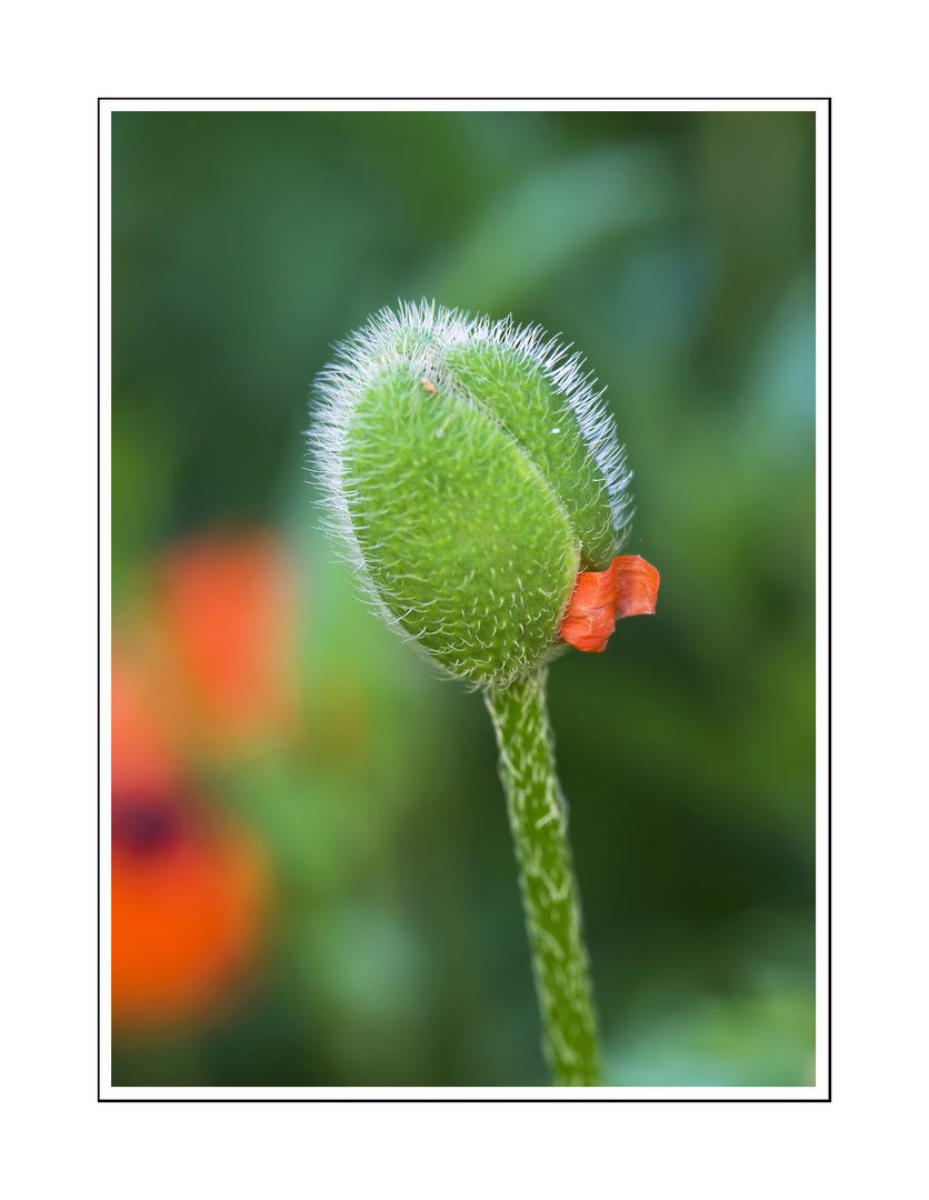 Mohn-Versprechen