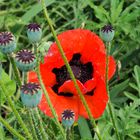 Mohn versteckt