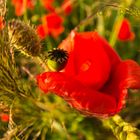 Mohn versteckt im Feld..