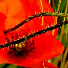 Mohn verwandelt